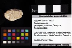 Foto (Objket + Etiketten) von Eodromites grandis (von Meyer, 1857) 